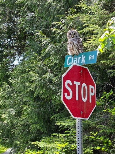 Lot 4 Clark Rd, Sooke, BC 