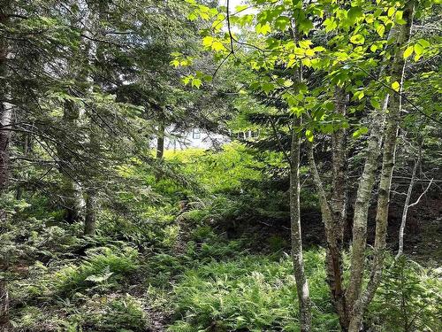 Nature Dream Boulevard, Roberta, NS 