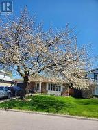 71 GRASSINGTON CRESCENT  Brampton, ON L6S 1Z5