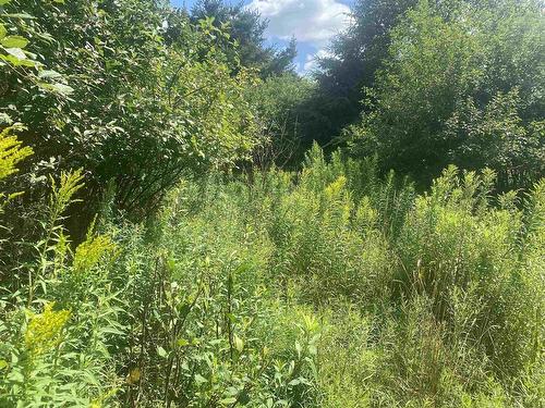 Lot 24 Old Court House Branch Road, Murray Siding, NS 