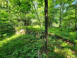 Hilly topography - northwest side of creek - 