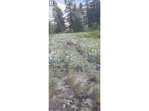 Lot 1 & 2 Gibson Road, Lumby, BC 