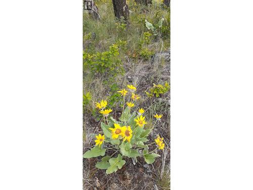 Lot 1 & 2 Gibson Road, Lumby, BC 