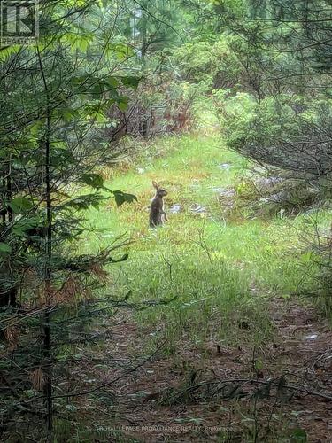 0000 Highway 7, Addington Highlands (Addington Highlands), ON 