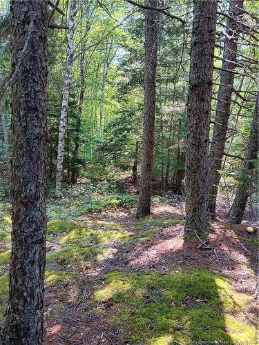 85-173 Harbour Heights Dr, Welshpool, NB 