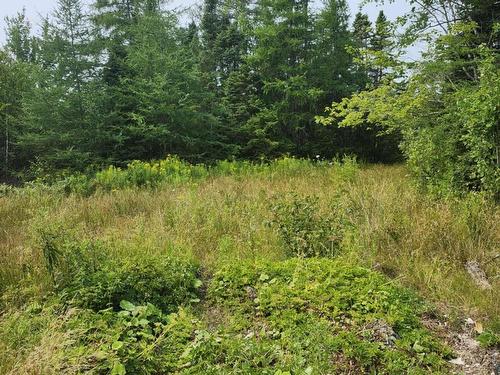 - Alder Road, Dutch Brook, NS 