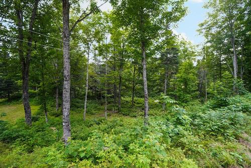 Terre à bois - Ch. Du 8E Rang E., Paspébiac, QC 