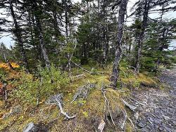 65B Connors Cove Road  Brigus Junction, NL A0B 1G0