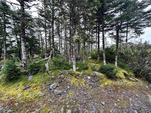 65B Connors Cove Road, Brigus Junction, NL 