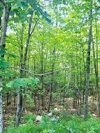 8 Ch. du Rossignol  Val-Des-Monts, QC J8N 6B7