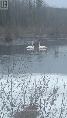 Pl 20 Concession 18 W, Tiny, ON 