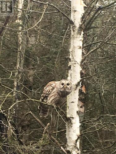 Pl 20 Concession 18 W, Tiny, ON 