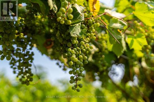 804 Closson Road, Prince Edward County (Hillier), ON 