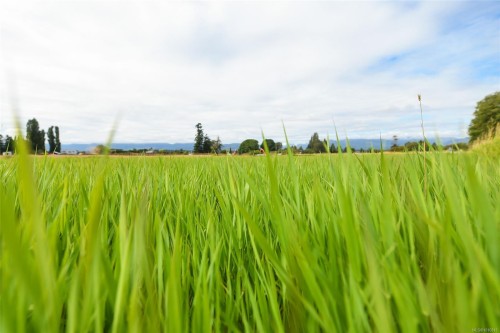 Lot 6 Comox Rd, Comox, BC 