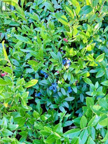 37 Tibbeys Point Road, Victoria Cove, NL - Outdoor