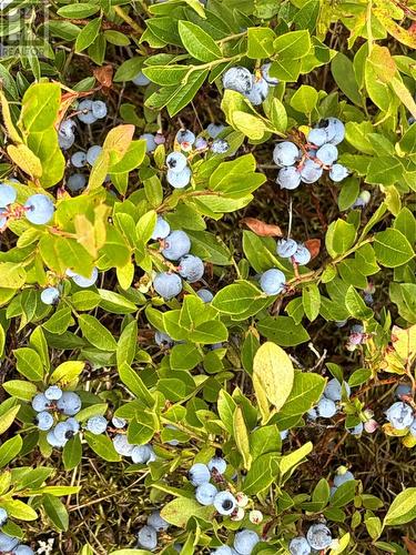 37 Tibbeys Point Road, Victoria Cove, NL - 