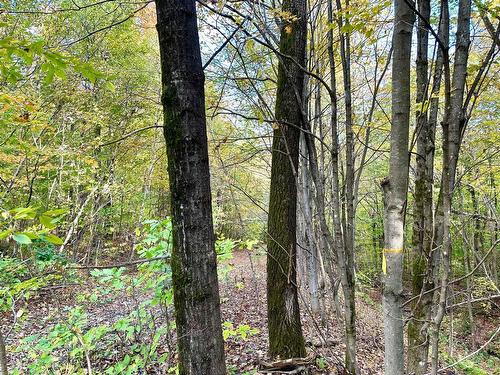 Boisé - Rue Des Montagnes, Gore, QC 