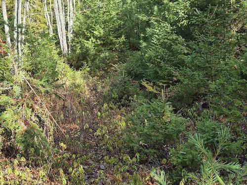 211 Bennie Muckle Road Bramber, Bramber, NS 