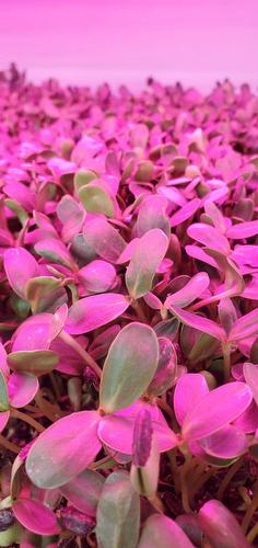 Commerce - 102-1001 Rue Émile-Bouchard, Vaudreuil-Dorion, QC 