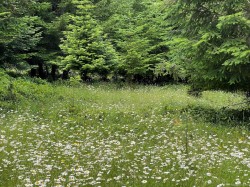 1830 Seymour Rd  Gabriola Island, BC V0R 1X6