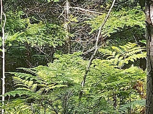 2B Wall Street, Cape George, NS 