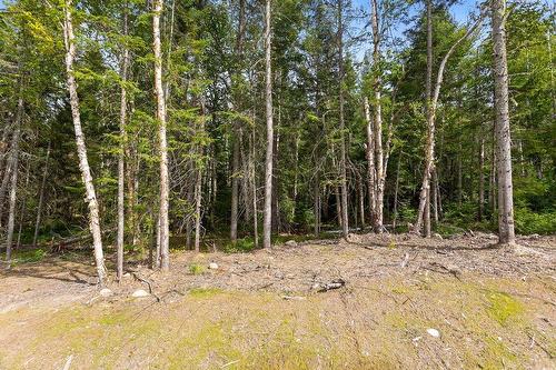 Wooded area - Ch. Du Lac-De-L'Orignal, Val-Des-Lacs, QC 