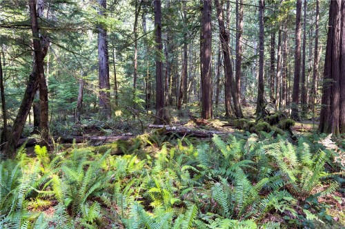 1572 Squirrel Cove Rd, Cortes Island, BC 