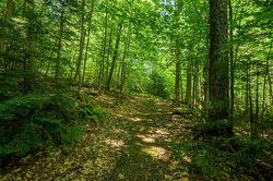 Wooded area - 