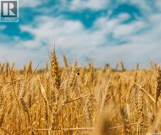 Konotopetz Quarter Farmland  Perdue Rm No. 346, SK S0K 3C0