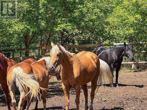 horse friendly neighbourhood - 16558 Highway 48, Whitchurch-Stouffville, ON - Outdoor