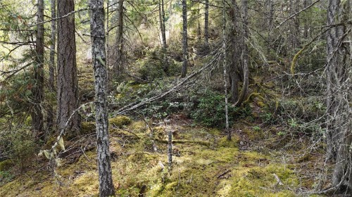 Lot 77 Elan Pl, Sooke, BC 