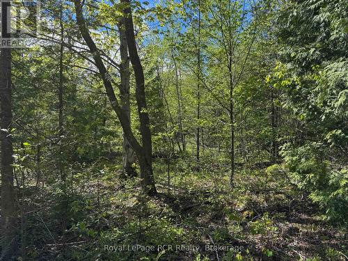 Mix of hardwood & softwood trees. - 2248 Bruce Rd 9 Road, Northern Bruce Peninsula, ON 