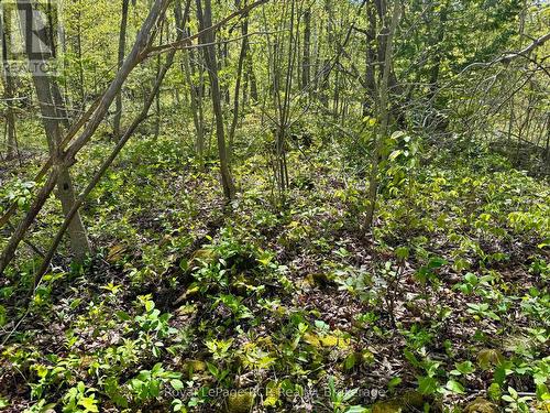 Lush ground cover. - 2248 Bruce Rd 9 Road, Northern Bruce Peninsula, ON 