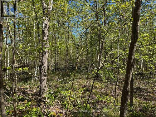 Ready to make your own private trails. - 2248 Bruce Rd 9 Road, Northern Bruce Peninsula, ON 