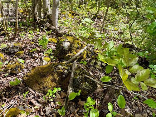 Moss coverage limestone. - 2248 Bruce Rd 9 Road, Northern Bruce Peninsula, ON 