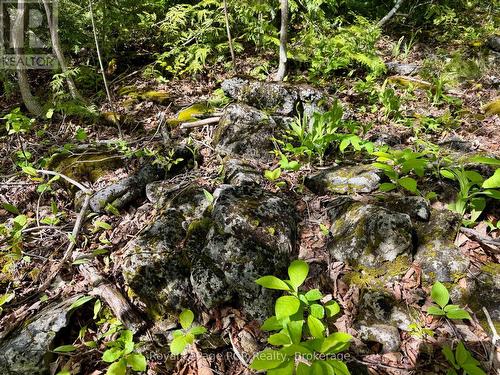 Natural landscaping. - 2248 Bruce Rd 9 Road, Northern Bruce Peninsula, ON 