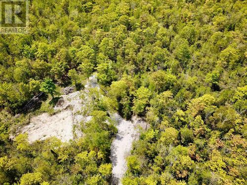 Mix of hardwood & softwood trees. - 2248 Bruce Rd 9 Road, Northern Bruce Peninsula, ON 