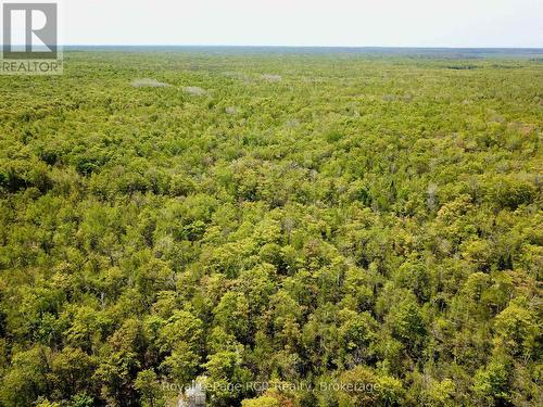 Completely forested area behind building envelope. - 2248 Bruce Rd 9 Road, Northern Bruce Peninsula, ON 