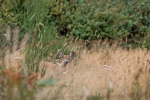 Lot C Waveland Rd, Comox, BC 