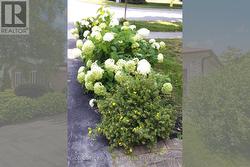 Hydrangeas - 