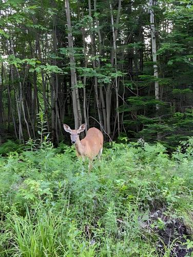 Other - 615 Ch. Du Sommet, Fossambault-Sur-Le-Lac, QC - Outdoor