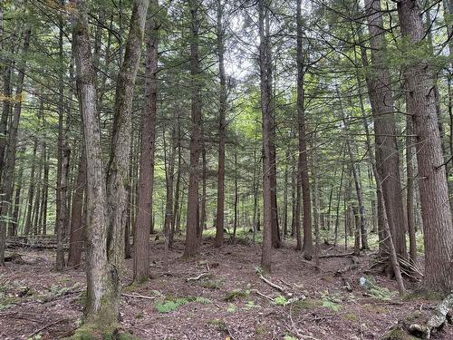 Terre/Terrain - Rue Lachance, Magog, QC 