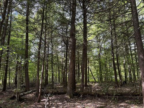 Terre/Terrain - Rue Lachance, Magog, QC 