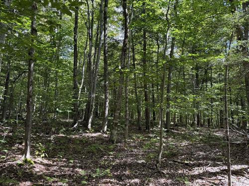 Terre/Terrain - Rue Lachance, Magog, QC 