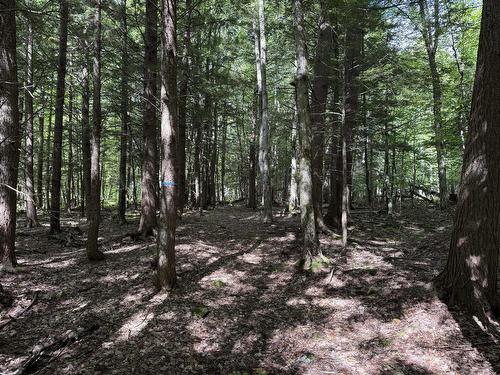 Terre/Terrain - Rue Lachance, Magog, QC 