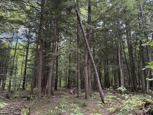 Terre/Terrain - Rue Lachance, Magog, QC 