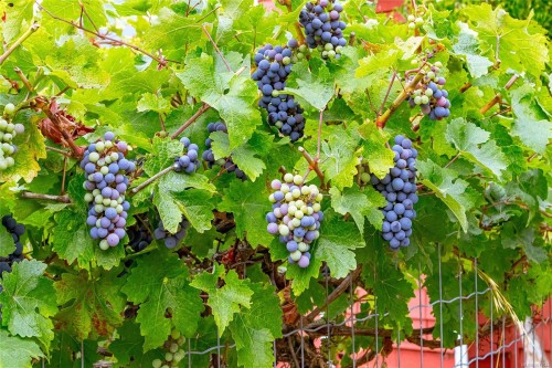 6883 Westcott Rd, Duncan, BC 