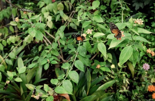 2685 Palmer Rd, Coombs, BC 