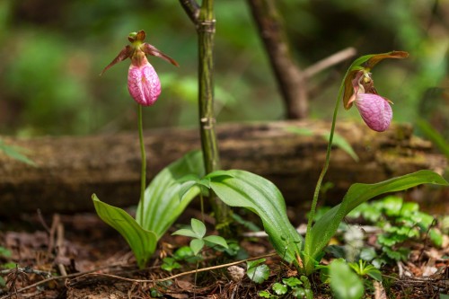 Autre - Ch. Des Hiboux, Mont-Blanc, QC 