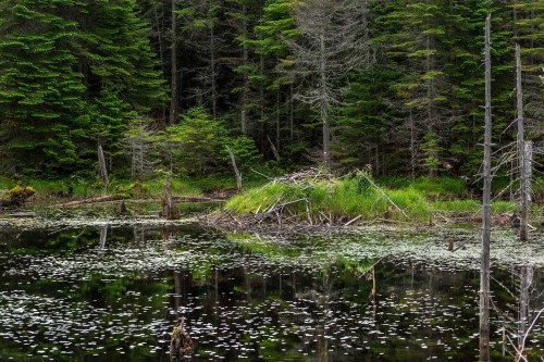 Autre - Ch. Des Hiboux, Mont-Blanc, QC 